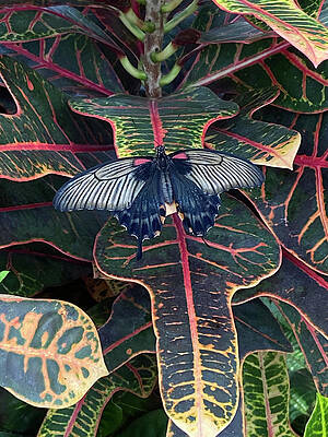 Butterfly  by Deborah Sephton
