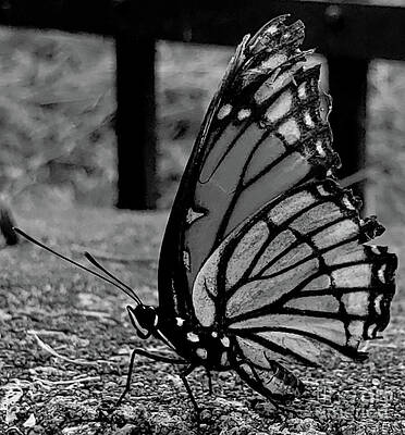 Butterfly by Jeremy Grey