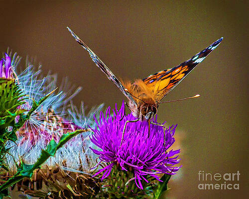 Butterfly of Spring by Nick Zelinsky Butterfly of Spring by Nick Zelinsky
