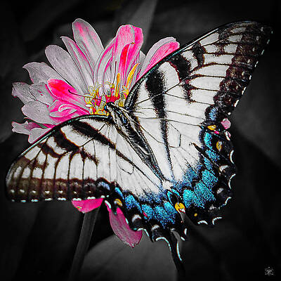 Butterfly Perch 1 of 4 by Kelly Larson Butterfly Perch 1 of 4 by Kelly Larson