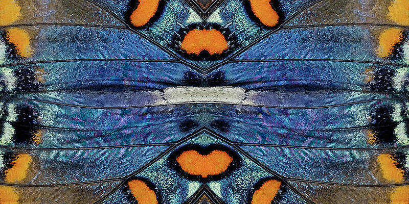 Butterfly Wings Single Flip Panel by Glenn DiPaola Butterfly Wings Single Flip Panel by Glenn DiPaola