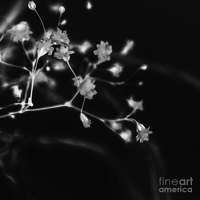 BW by Flo Photography BW by Flo Photography