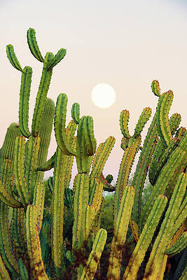 Wall Art - Photograph - Cacti Cactus Collection - Moon Sunset by Philippe HUGONNARD