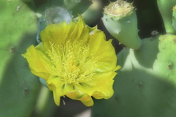 Cactus Flower Detail by Fon Denton Cactus Flower Detail by Fon Denton