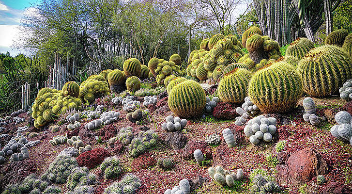 Cactus Hill by Mike Hope by Michael Hope Cactus Hill by Mike Hope by Michael Hope