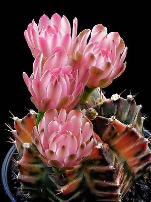 Wall Art - Photograph - Cactus in Pink by Ian Thwaites