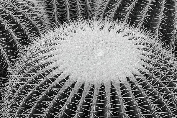 Wall Art - Photograph - Cactus Patterns by Kathi Isserman