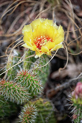 Cactus with flower by Doug Wittrock Cactus with flower by Doug Wittrock