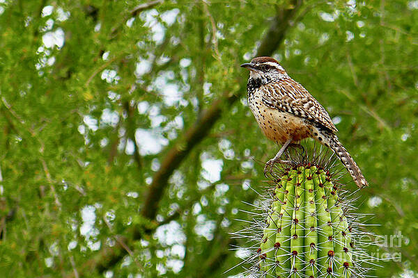 Cactus Wren by Sean Griffin Cactus Wren by Sean Griffin