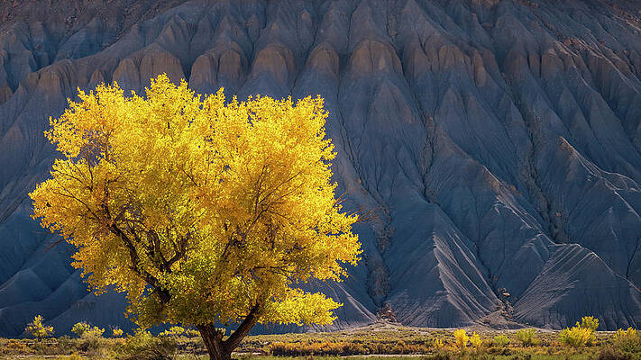 Caineville Cottonwood Panorama by Johnny Adolphson Caineville Cottonwood Panorama by Johnny Adolphson