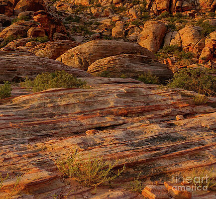 Calico Morning by Rodney Lee Williams Calico Morning by Rodney Lee Williams