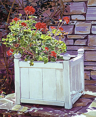 CALIFORNIA GERANIUMS by David Lloyd Glover CALIFORNIA GERANIUMS by David Lloyd Glover