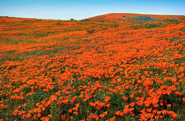 California Poppy Wonderland by Brian Tada California Poppy Wonderland by Brian Tada