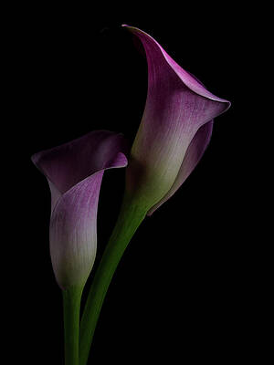 Calla Lilly 4 by Richard Rizzo Calla Lilly 4 by Richard Rizzo