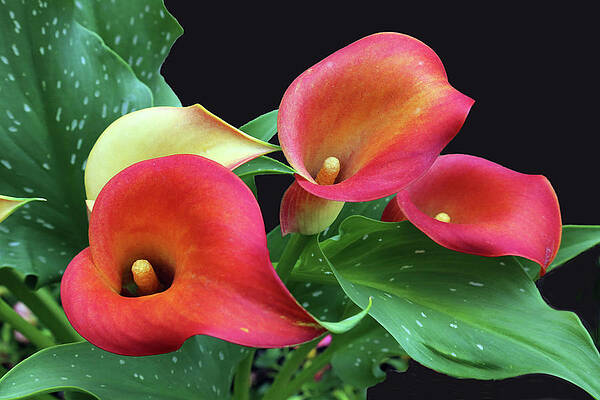 Wall Art - Photograph - Calla Lily by Gina Fitzhugh