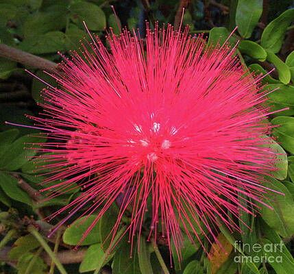 Calliandra Powder Puff 2 by Randall Weidner Calliandra Powder Puff 2 by Randall Weidner