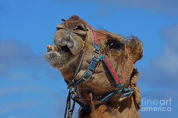 Camel Talk by Kaye Menner by Kaye Menner Camel Talk by Kaye Menner by Kaye Menner