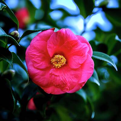 Wall Art - Photograph - Camellia in Cayce  by Charles Hite