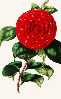 Camellias Drawings - Fine Art America