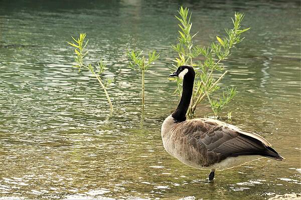 Canada Goose and Water Willow by Sheila Brown Canada Goose and Water Willow by Sheila Brown