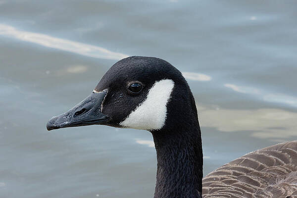 Canada goose near water by Scott Lyons Canada goose near water by Scott Lyons
