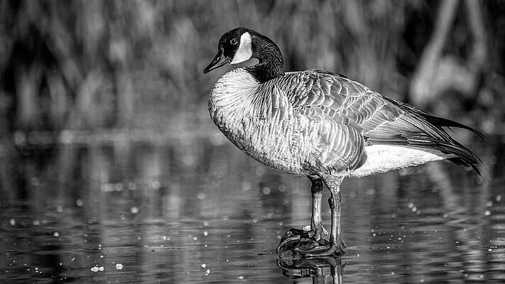 Canada goose perched on log over water by Mike Fusaro Canada goose perched on log over water by Mike Fusaro
