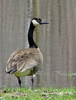 Canadian Goose by Monica Dallenbach