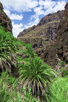 Canary date palm in Masca by Sun Travels Canary date palm in Masca by Sun Travels