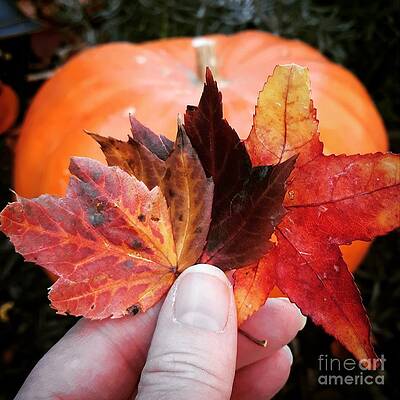 Can't Get Enough of These Fall Colors by Harvest Moon Photography By Cheryl Ellis Can't Get Enough of These Fall Colors by Harvest Moon Photography By Cheryl Ellis