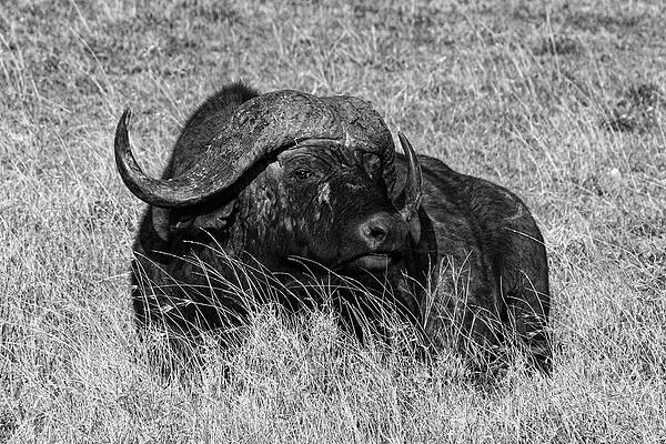 Wall Art - Photograph - Cape Buffalo 1B by Sally Fuller
