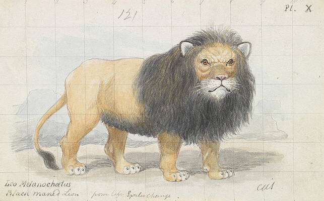 Cape Lion by Charles Hamilton Smith Cape Lion by Charles Hamilton Smith