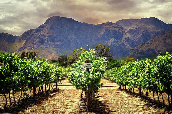 Carbernet Sauvignon by Maria Coulson Carbernet Sauvignon by Maria Coulson