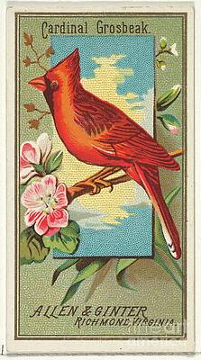 Cardinal Grosbeak, from the Birds of America series N4 for Allen Ginter Cigarettes Brands by Shop Ability Cardinal Grosbeak, from the Birds of America series N4 for Allen Ginter Cigarettes Brands by Shop Ability
