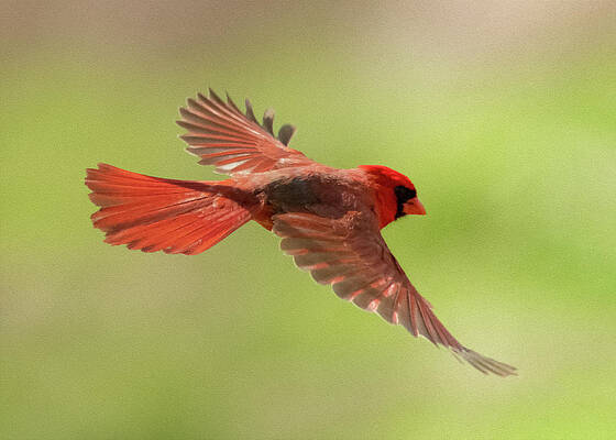 Cardinal in flight by Jan M Holden Cardinal in flight by Jan M Holden