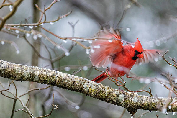 Cardinal in the Storm by Rachel Morrison Cardinal in the Storm by Rachel Morrison
