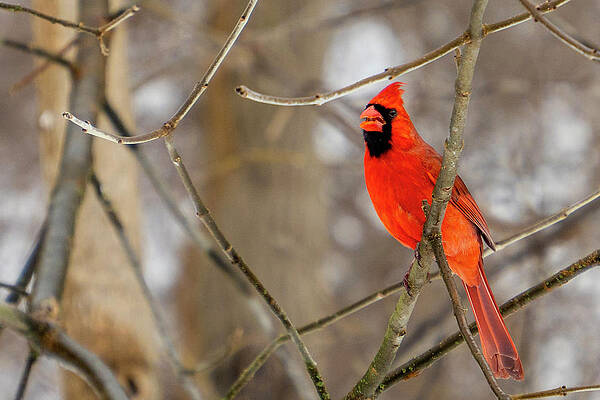 Cardinal by John Palishen