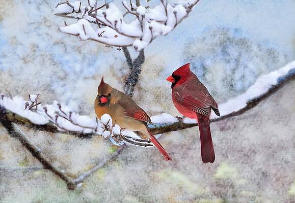 Cardinals In The Snow by Sandi OReilly Cardinals In The Snow by Sandi OReilly
