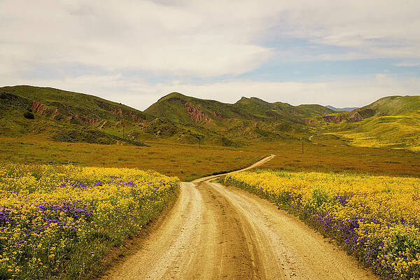 Wall Art - Photograph - Carizzo Plain Wildflowers Superbloom 14 by Lindsay Thomson