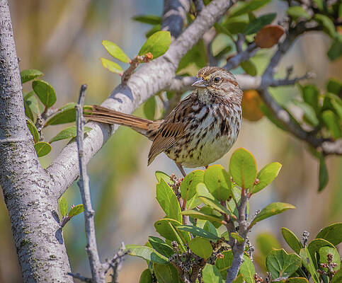 Carlsbad Ca Sparrow by Bruce Pritchett Carlsbad Ca Sparrow by Bruce Pritchett