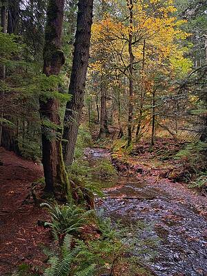 Cascade Creek Trail by Jerry Abbott Cascade Creek Trail by Jerry Abbott