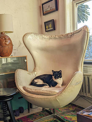 Wall Art - Photograph - Cashmere in the big chair by Donald Kinney