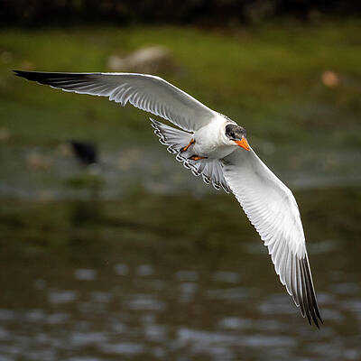 Wall Art - Photograph - Caspian Tern 1 by Douglas Fraser Smith