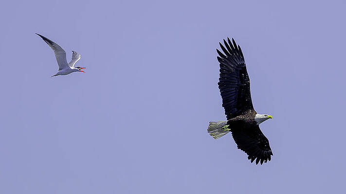 Wall Art - Photograph - Caspian Tern Unhappy with Bald Eagle. by Jerry Cahill
