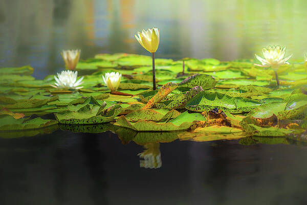 Castaways 3 by Ryan Weddle Castaways 3 by Ryan Weddle