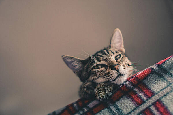 Cat by Cristina Covas