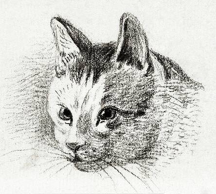 Tabby Cat Drawings (Page #2 of 10) | Fine Art America