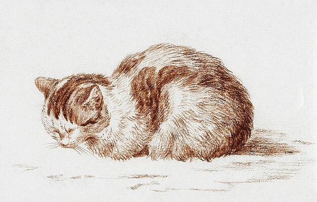 Tabby Cat Drawings Fine Art America