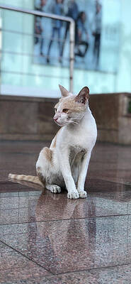 Wall Art - Photograph - Cat Sitting On Marble Floor by Prashant Dalal