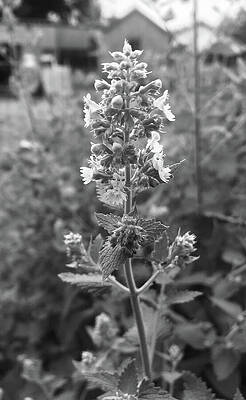 Wall Art - Photograph - Catnip Blooming in Black and White  by Shelli Fitzpatrick