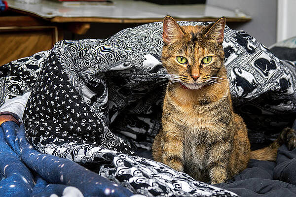 Wall Art - Photograph - Cats #3 by Christopher W Weeks